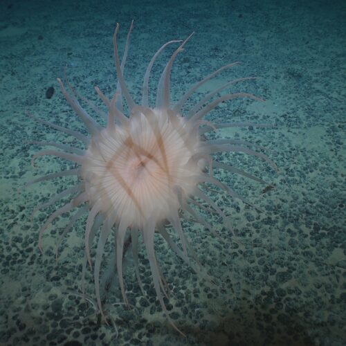 Expedition in die pazifische Tiefsee – Meeresforschung zwischen Rohstoffvorkommen und Ökosystemen