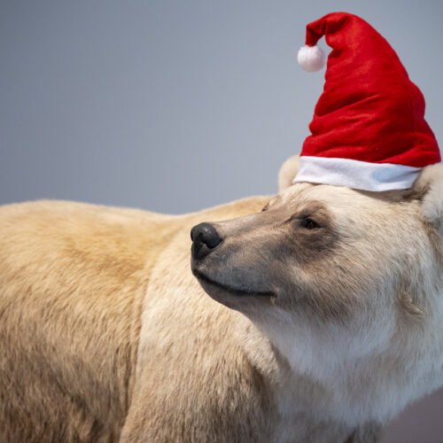 Weihnachten im Museum